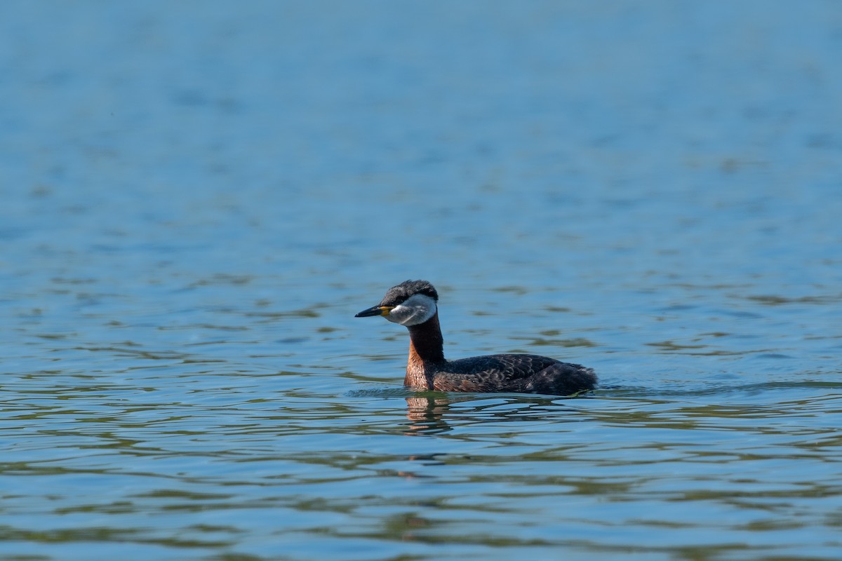 Red-necked Grebe - ML436573661