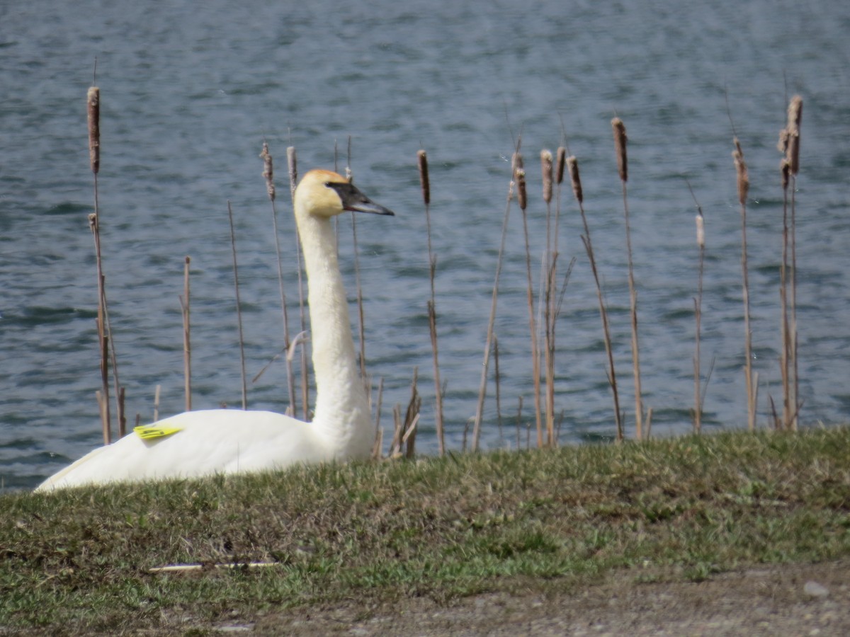 Trumpeter Swan - ML436573961