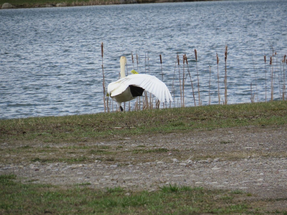 Trumpeter Swan - ML436574011
