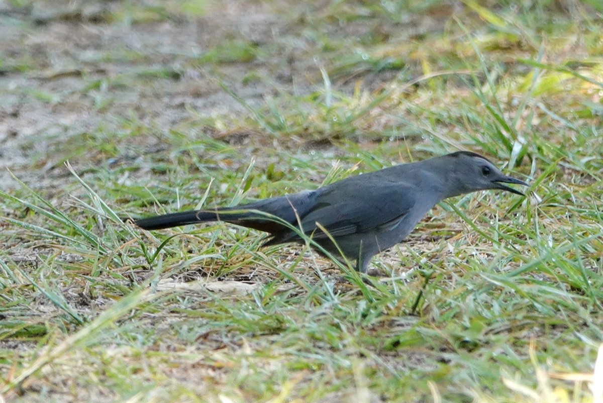 Gray Catbird - ML436574121