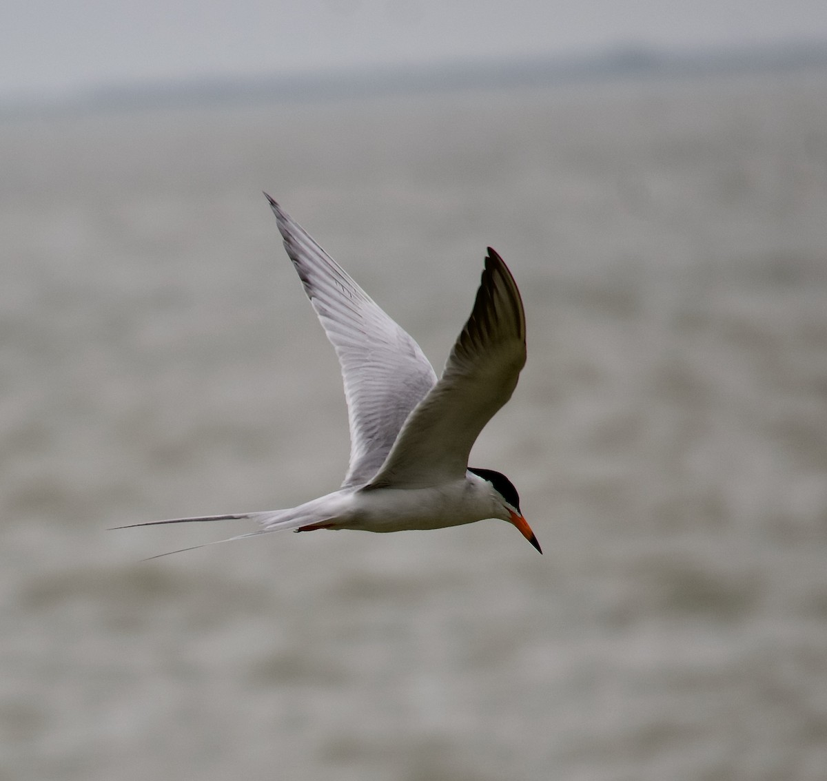 Forster's Tern - ML436575501