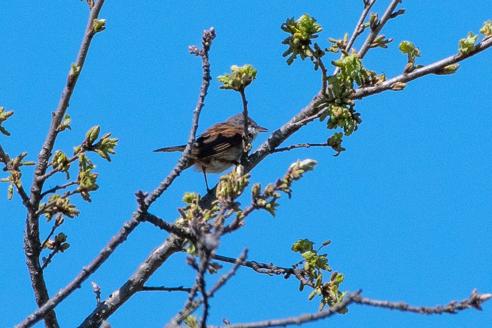 Greater Whitethroat - ML436576441