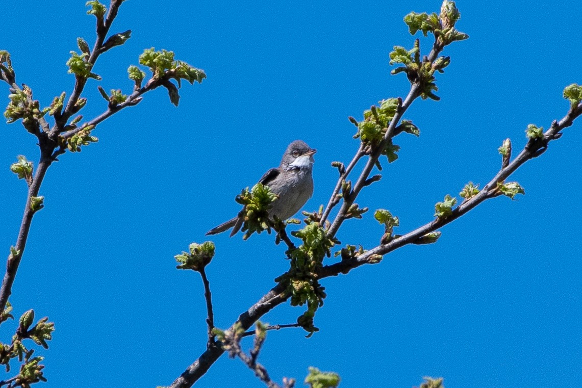 Greater Whitethroat - ML436576451