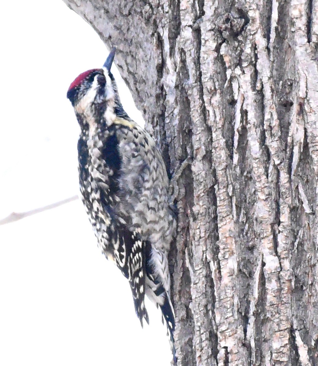 Yellow-bellied Sapsucker - ML436578411