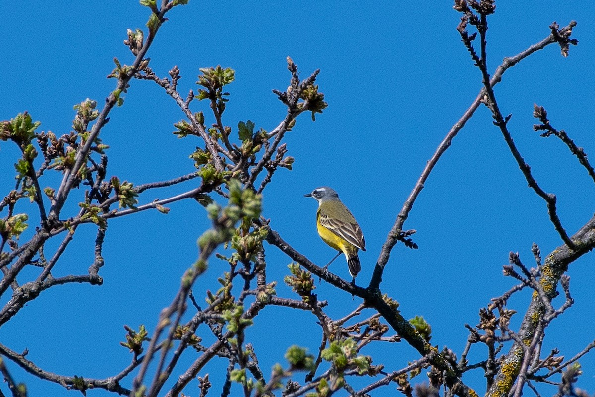 Western Yellow Wagtail (flava) - ML436578541