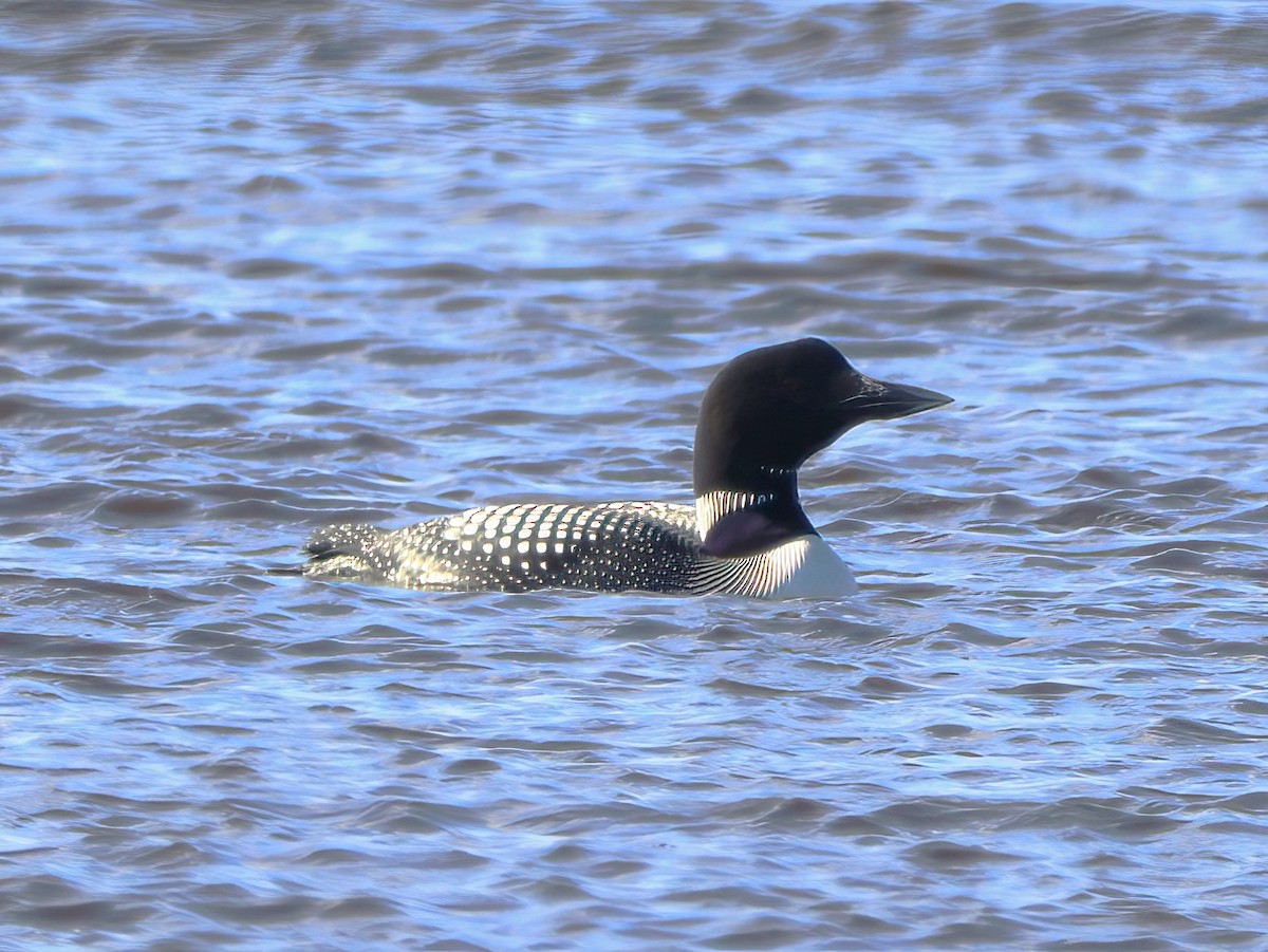 Common Loon - Eric Patry