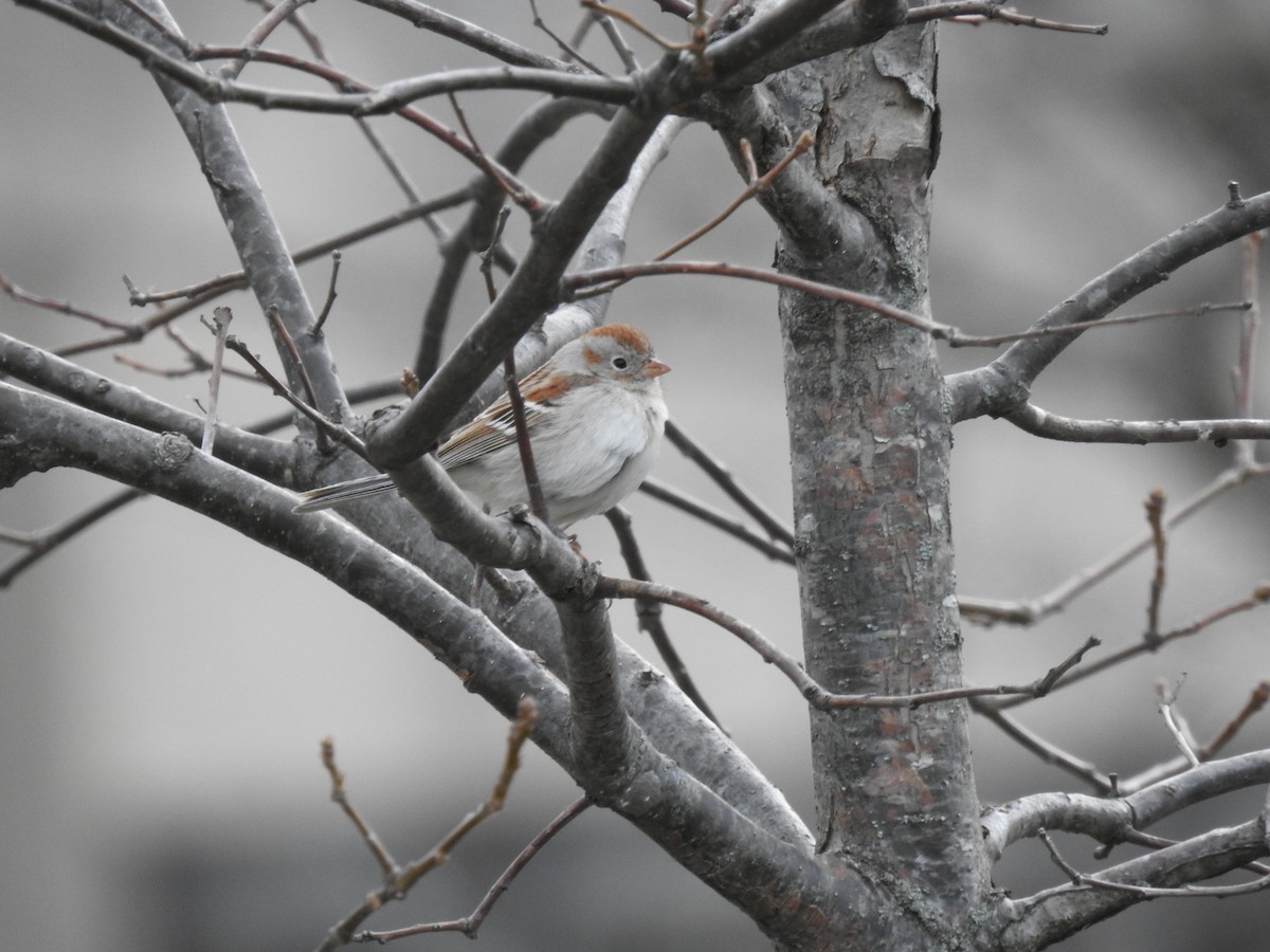 Field Sparrow - ML436580951