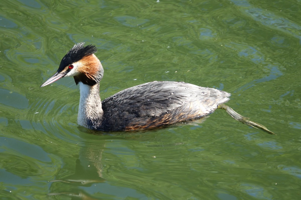 Great Crested Grebe - Bernard Varesi