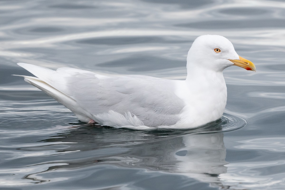 Glaucous Gull - ML436583251