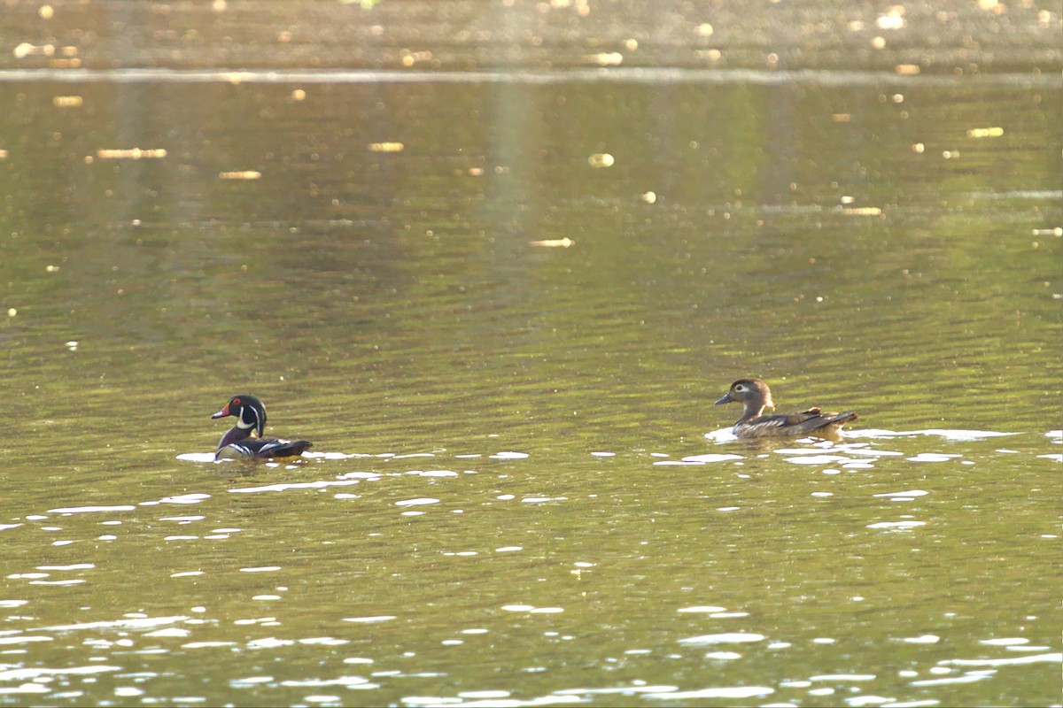 Wood Duck - ML436583591