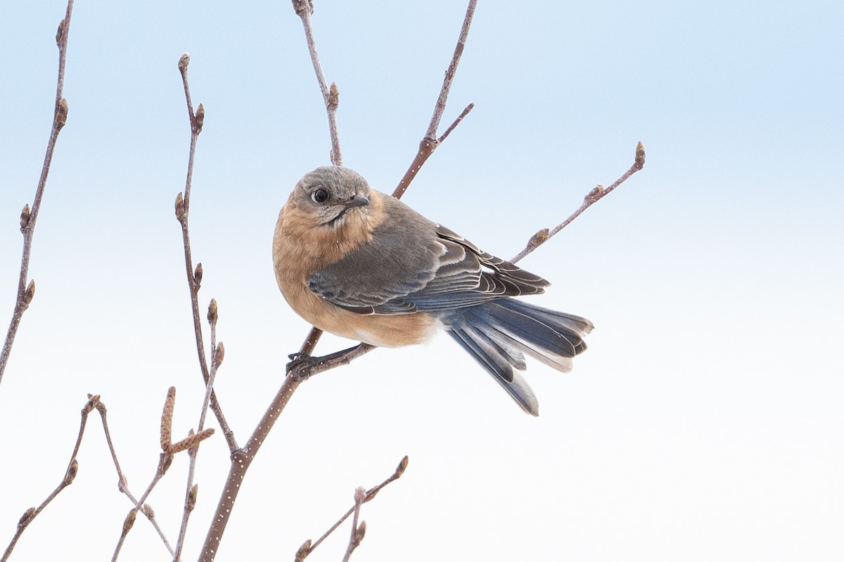 Eastern Bluebird - David Turgeon