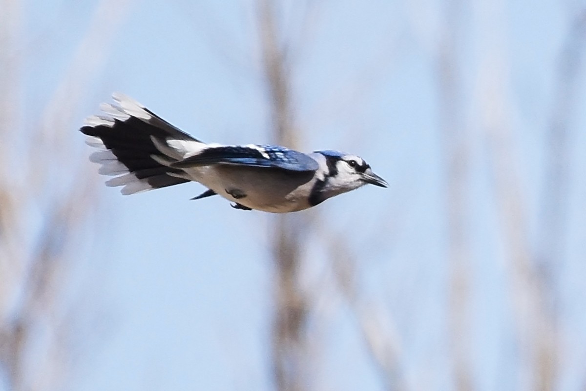 Blue Jay - ML436586141