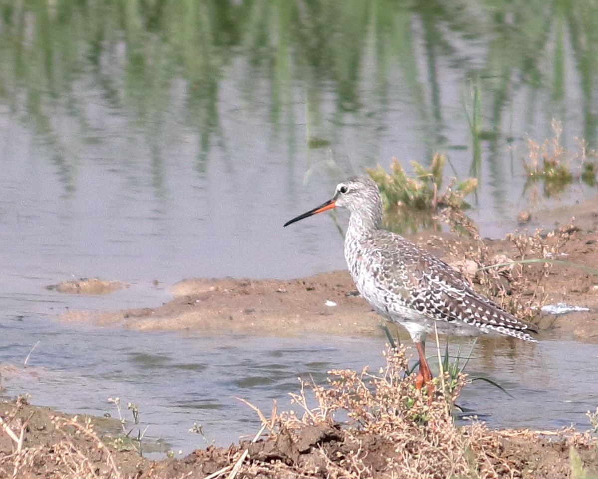 Spotted Redshank - ML436588121