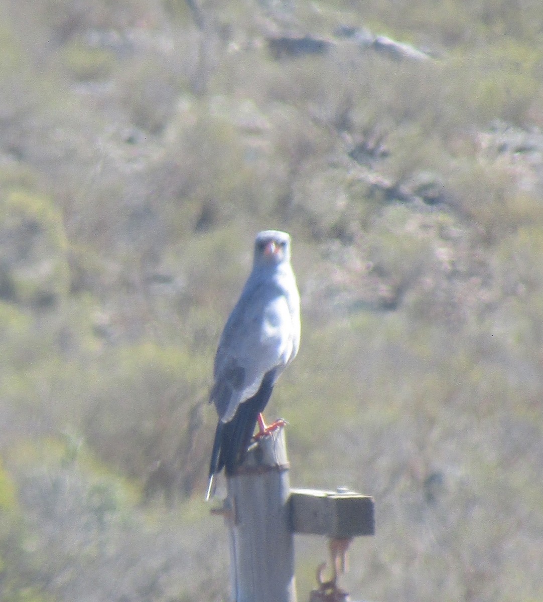 Pale Chanting-Goshawk - ML436588341