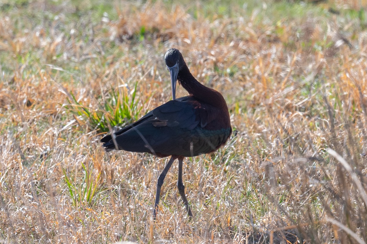 Glossy Ibis - ML436588361