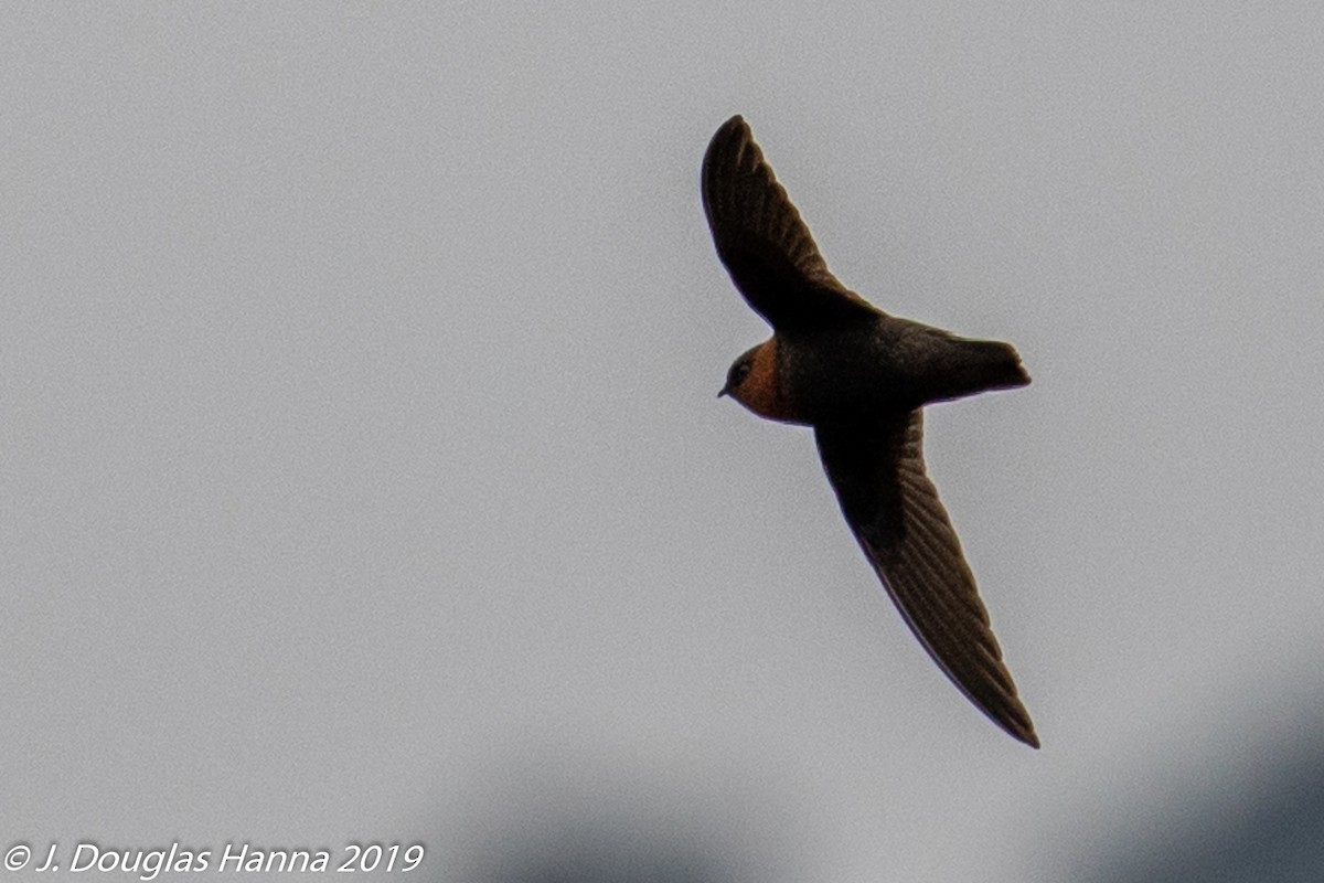 Chestnut-collared Swift - ML436589231