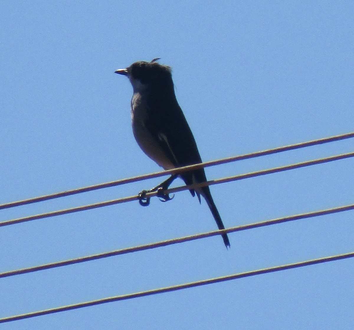 Fiscal Flycatcher - ML436591261