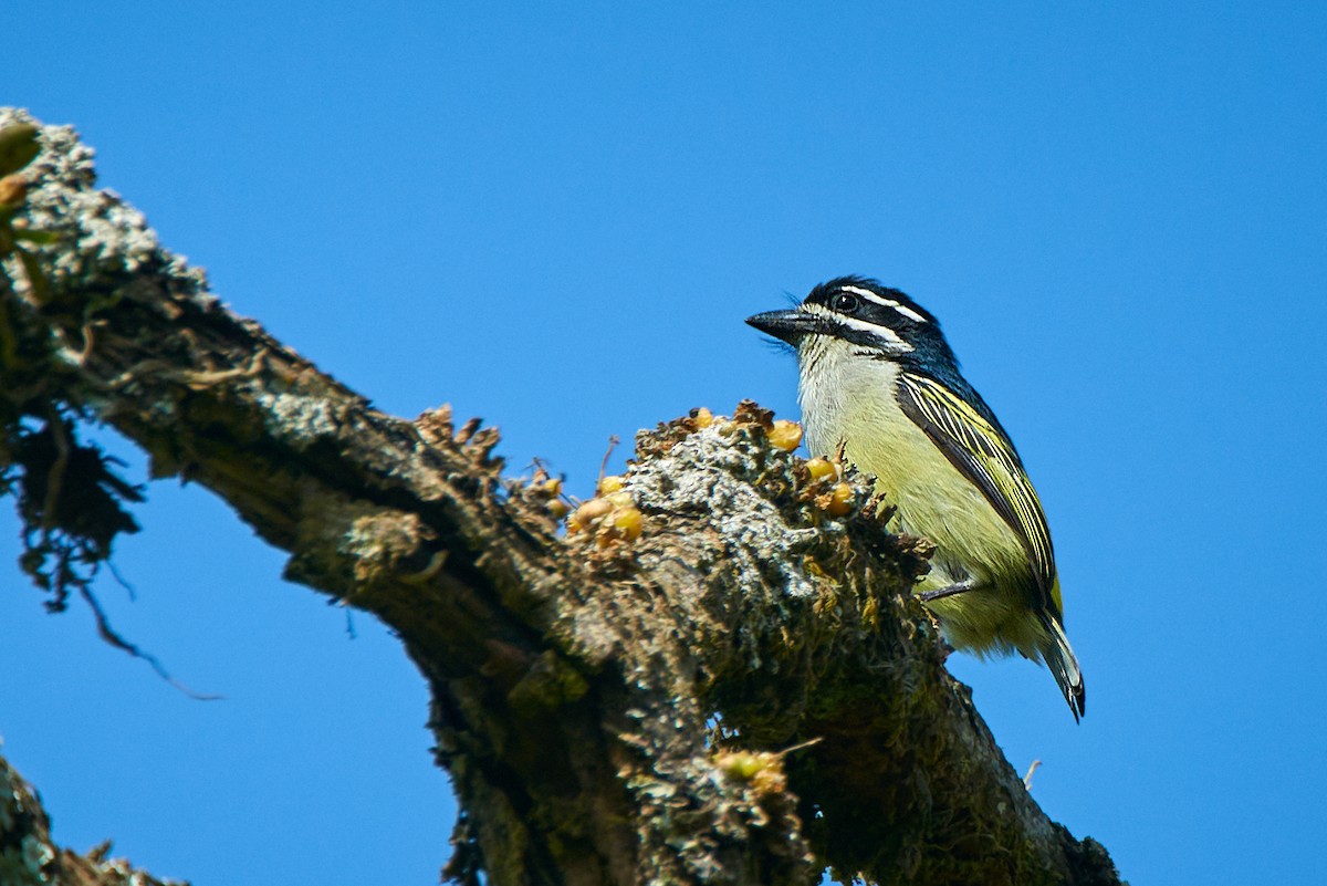 Goldbürzel-Bartvogel - ML436592171