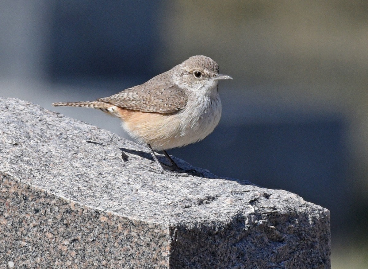 Rock Wren - ML436592581