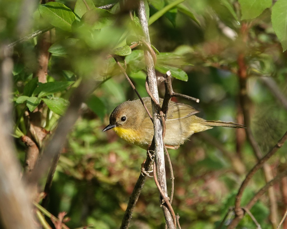 Common Yellowthroat - ML436593181