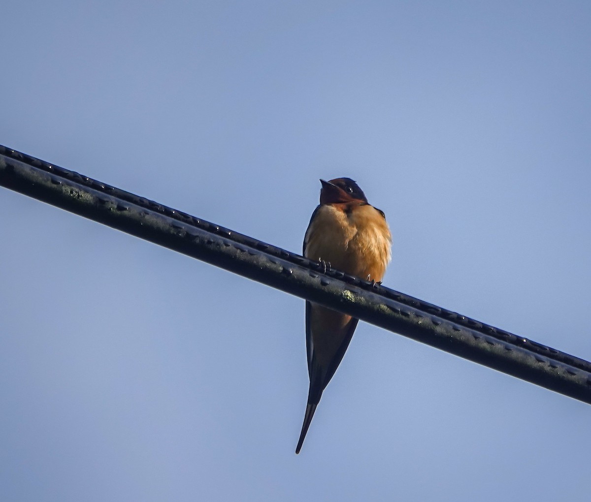 Barn Swallow - ML436593271