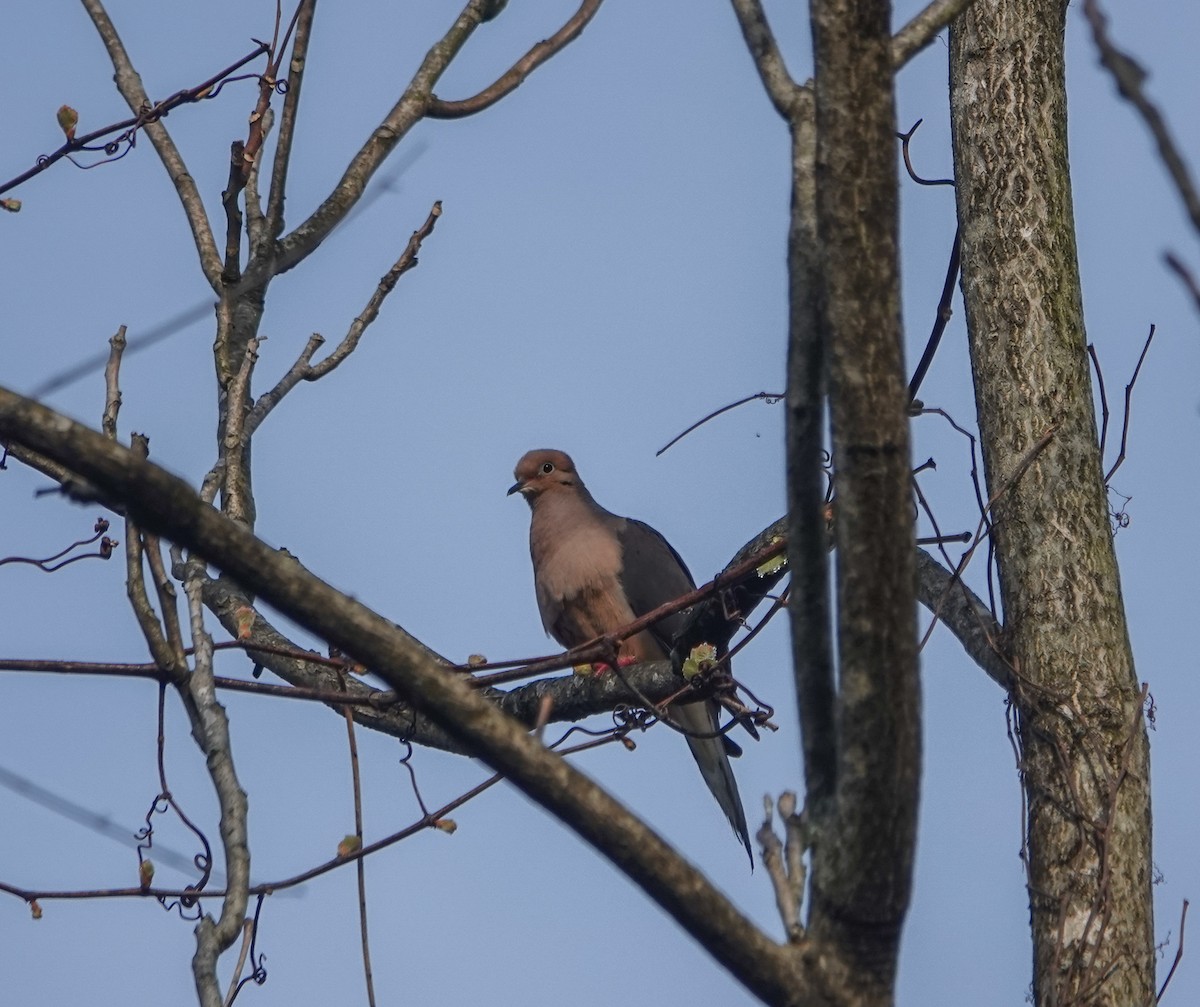 Mourning Dove - ML436593361