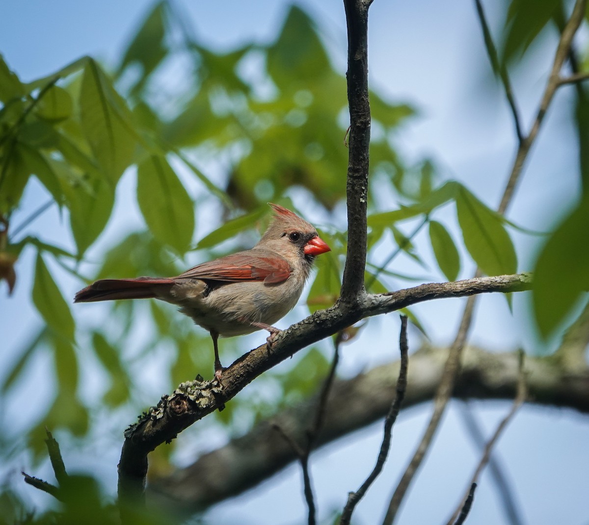 Northern Cardinal - ML436594221