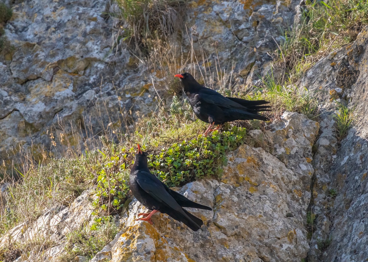 Red-billed Chough - Miguel Claver Mateos