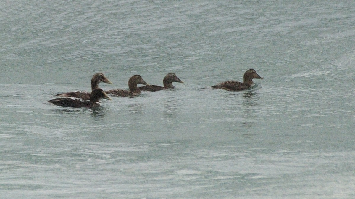 Common Eider (Northern) - ML436595021