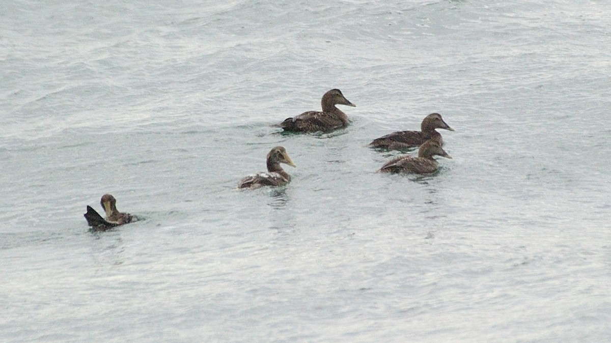 Common Eider (Northern) - ML436595041