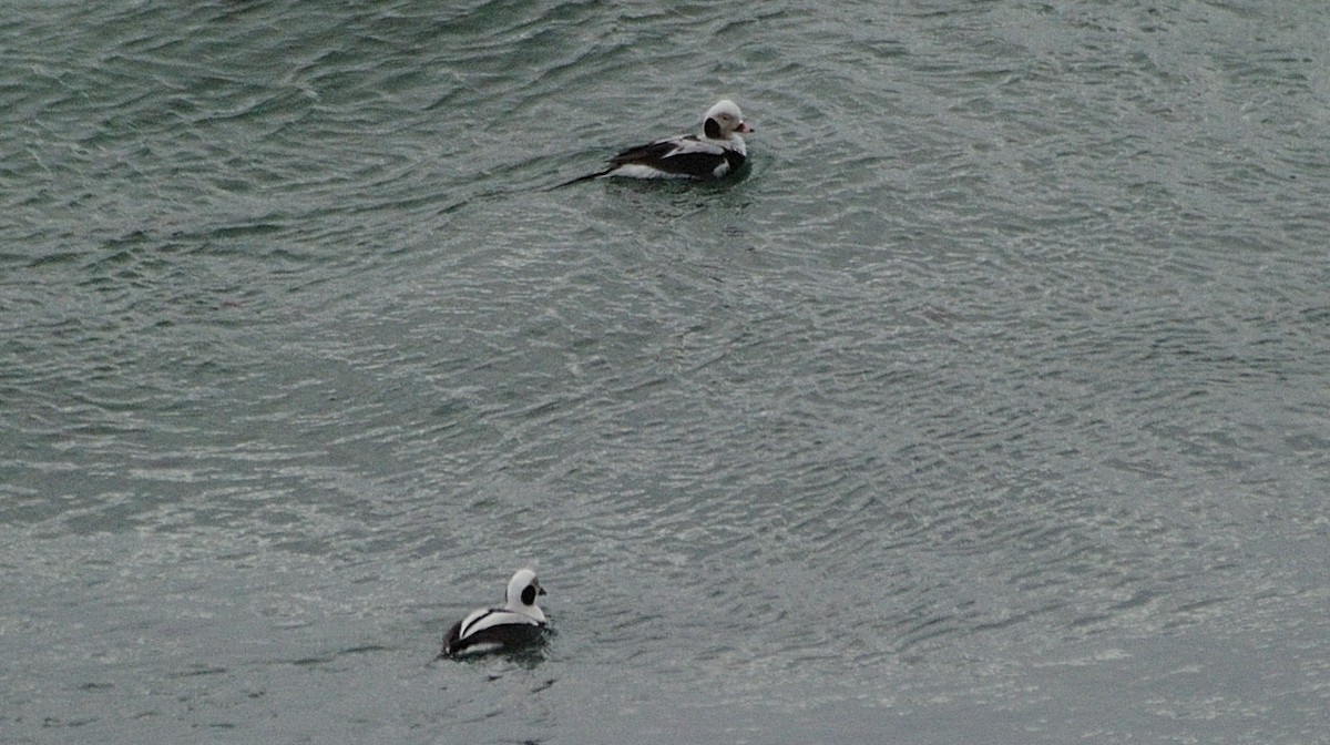 Long-tailed Duck - ML436595421