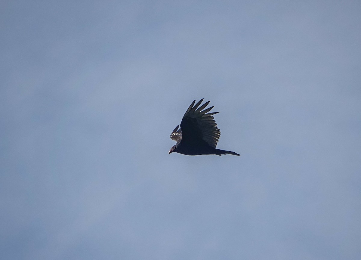 Turkey Vulture - Dave Hart