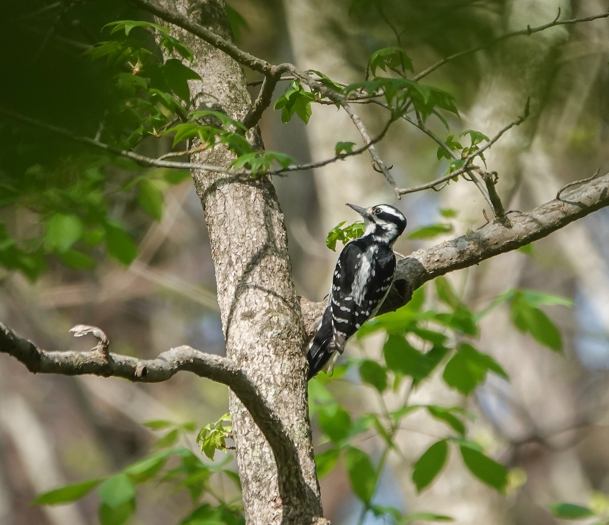 Hairy Woodpecker - ML436595581