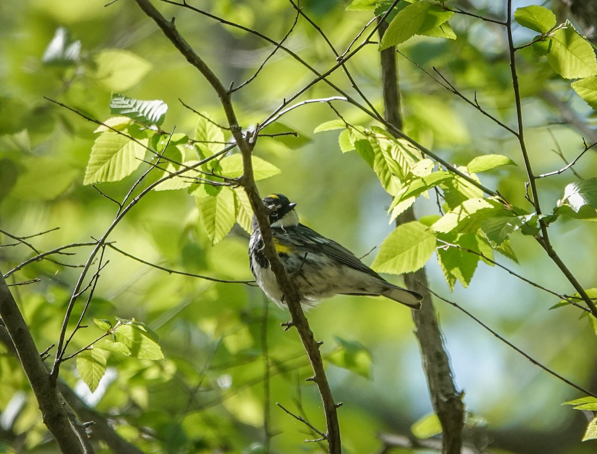 Yellow-rumped Warbler - ML436596191