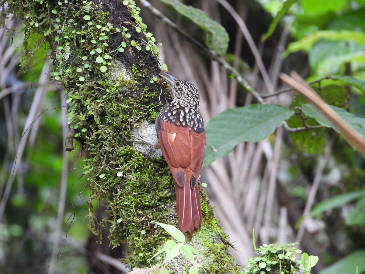 Black-striped Woodcreeper - ML436596561