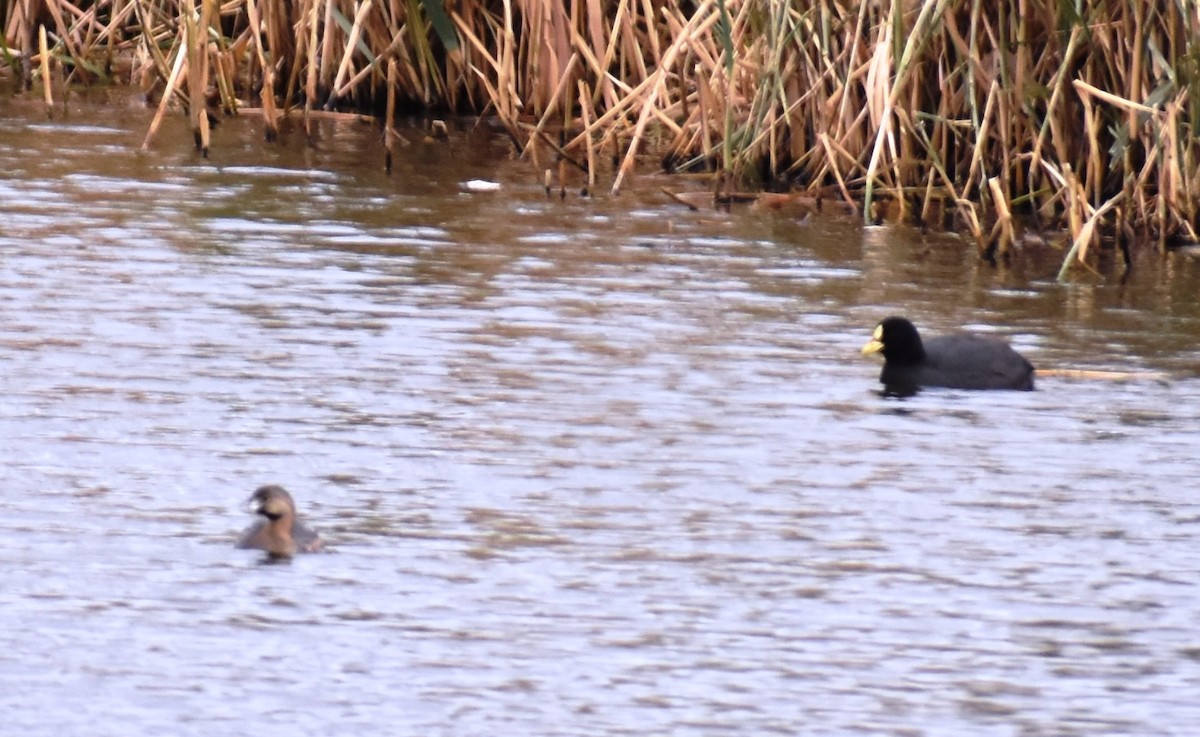 Pied-billed Grebe - ML436597881