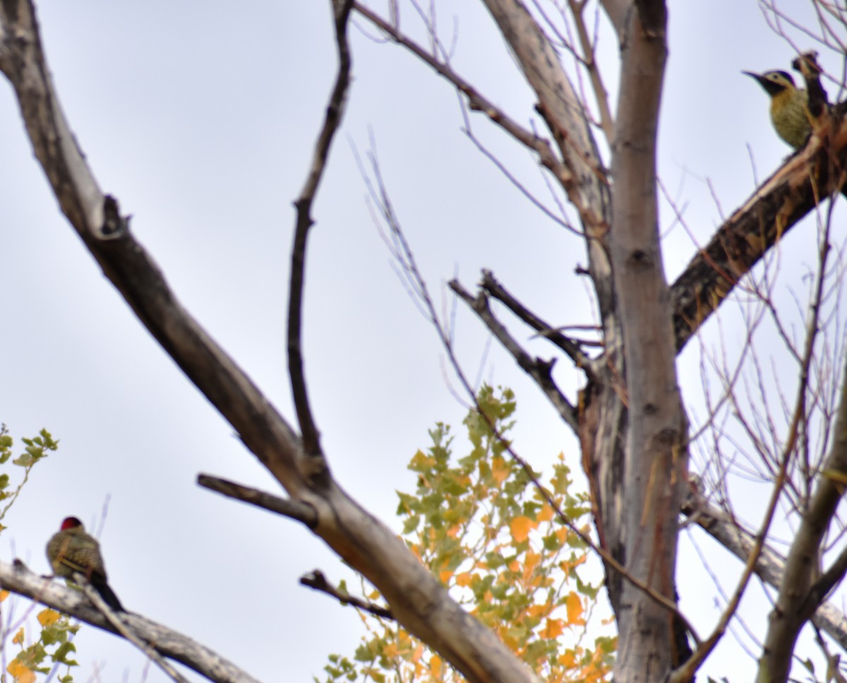 Green-barred Woodpecker - ML436598411