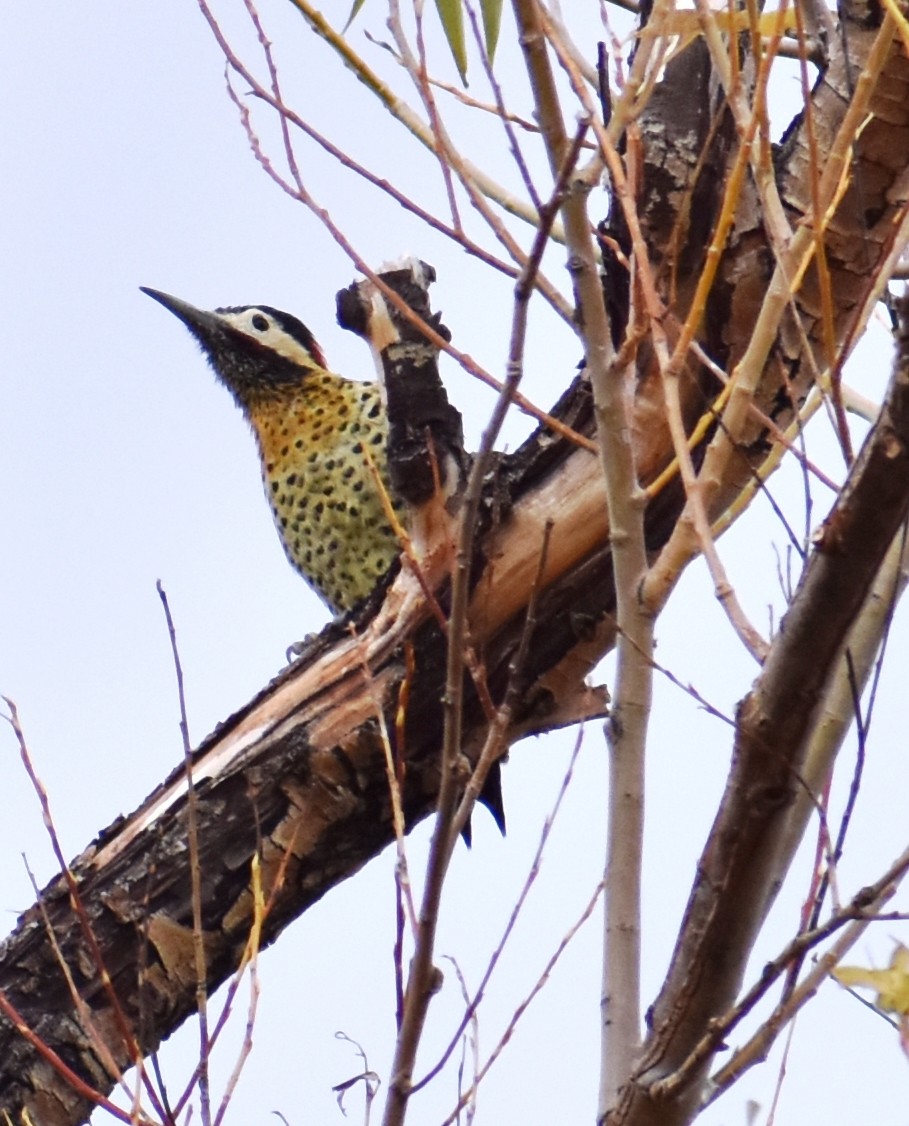 Green-barred Woodpecker - ML436598431