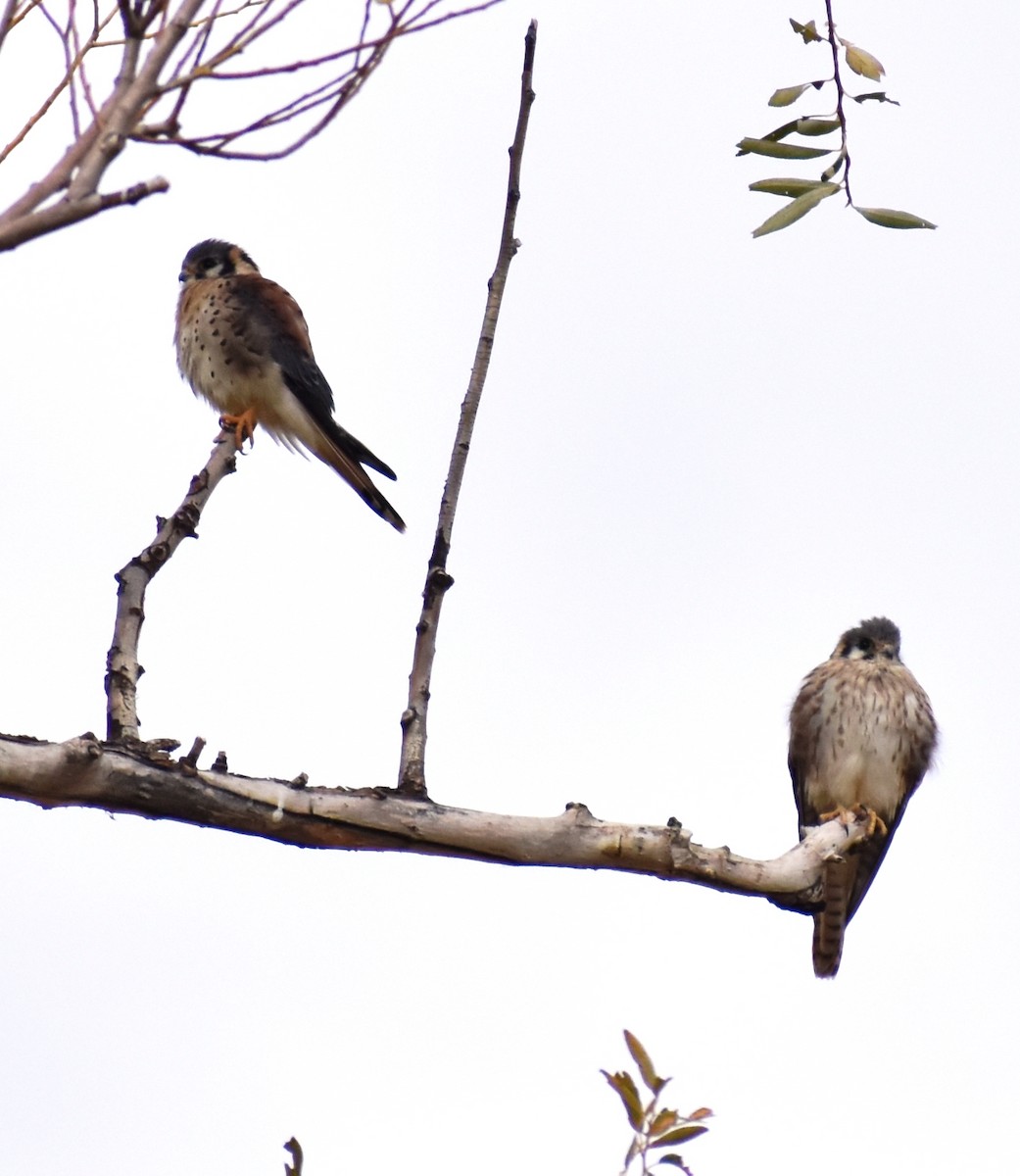 American Kestrel - ML436598661