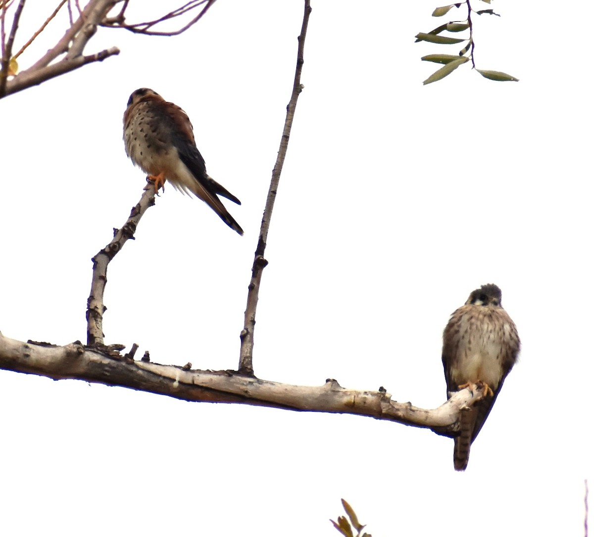 American Kestrel - ML436598771