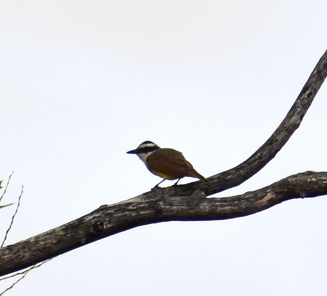 Great Kiskadee - ML436599201