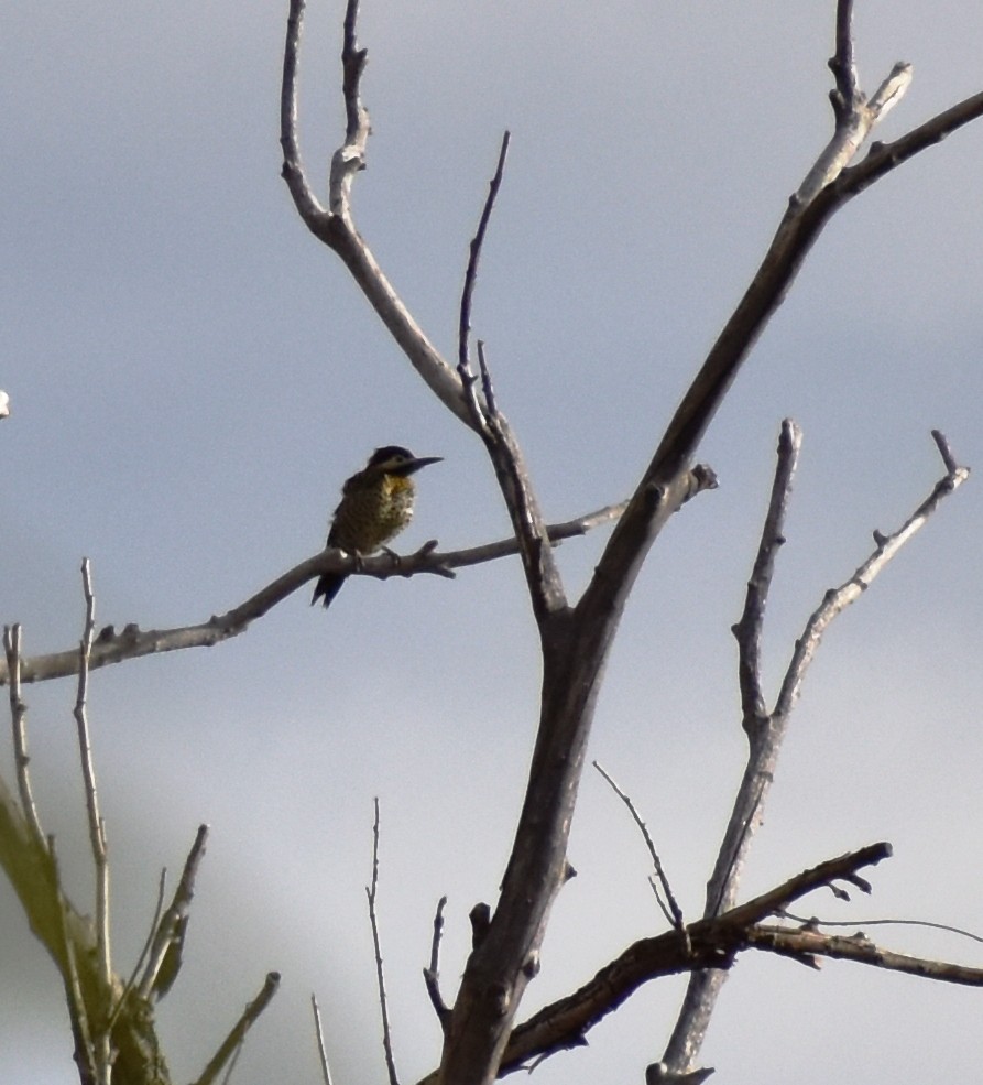 Great Kiskadee - ML436599341