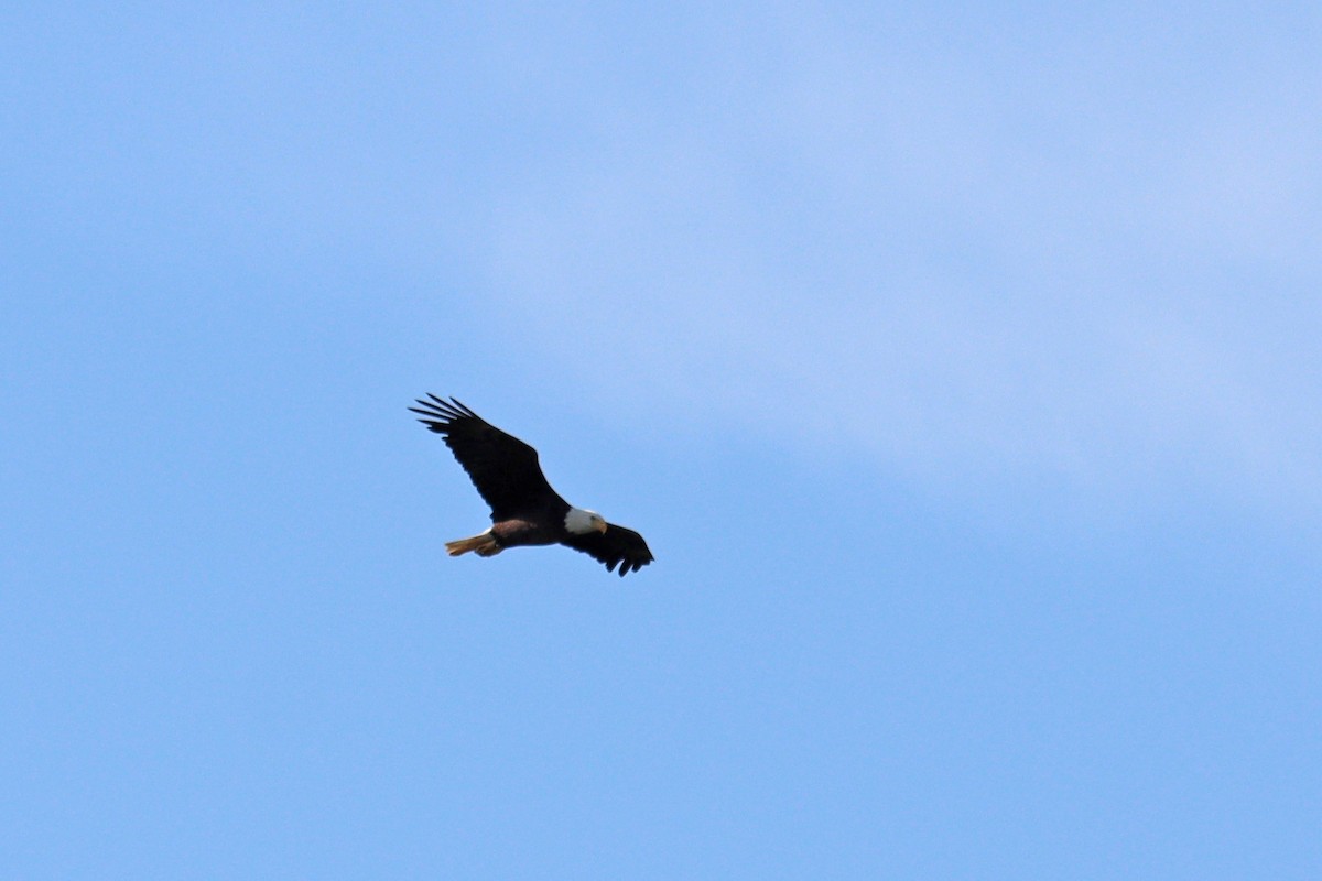 Bald Eagle - Colin Sumrall