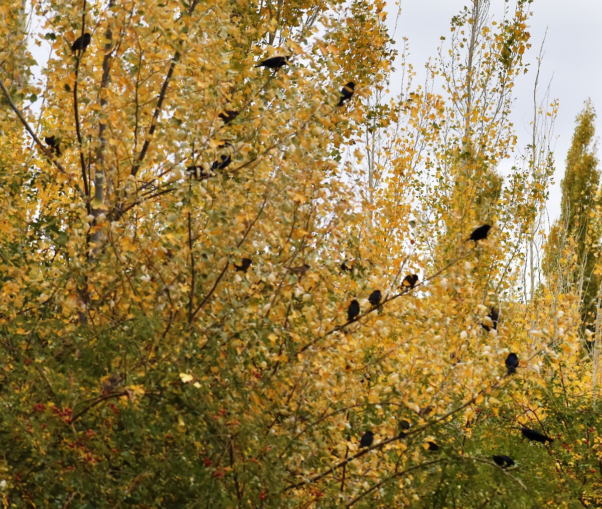 Shiny Cowbird - ML436600311