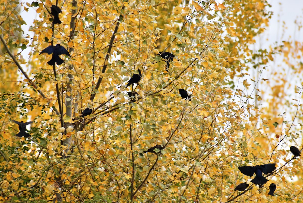 Shiny Cowbird - ML436600331
