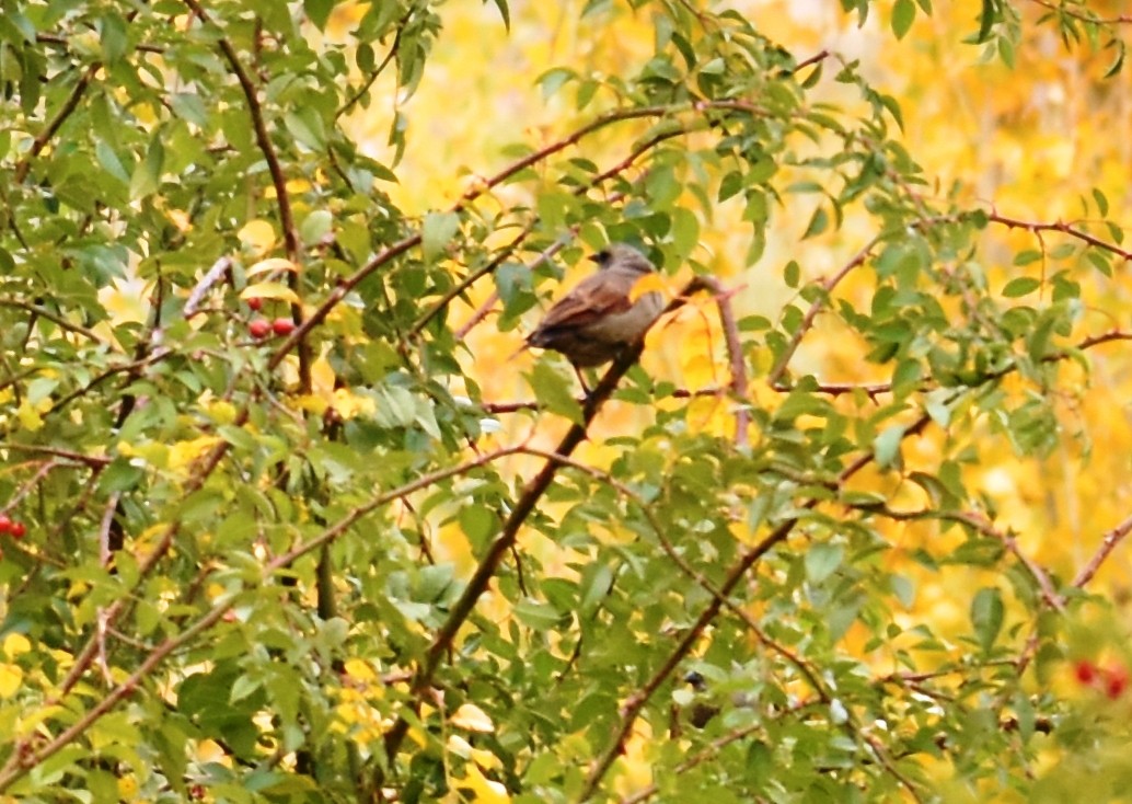 Grayish Baywing - ML436600441