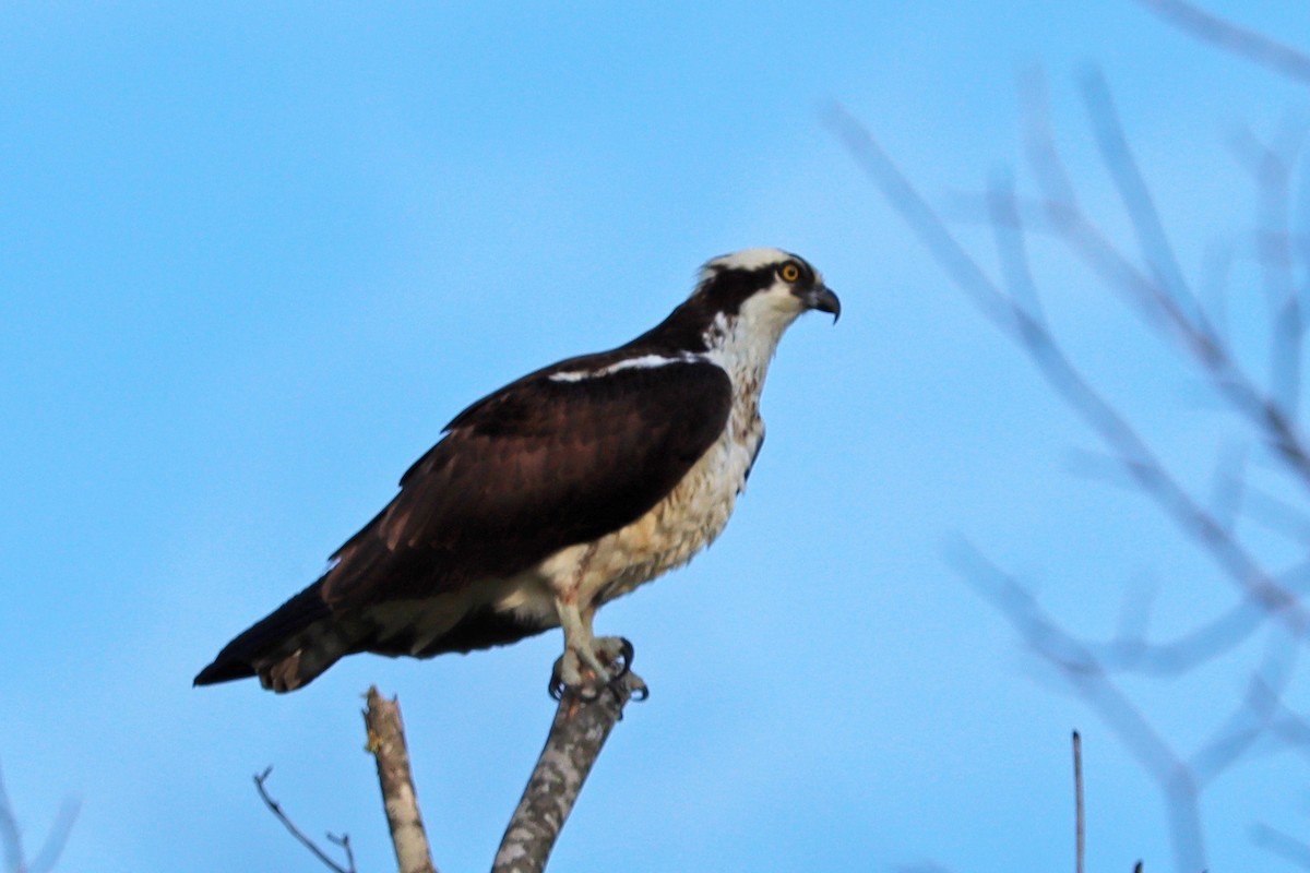 Osprey - ML436600461