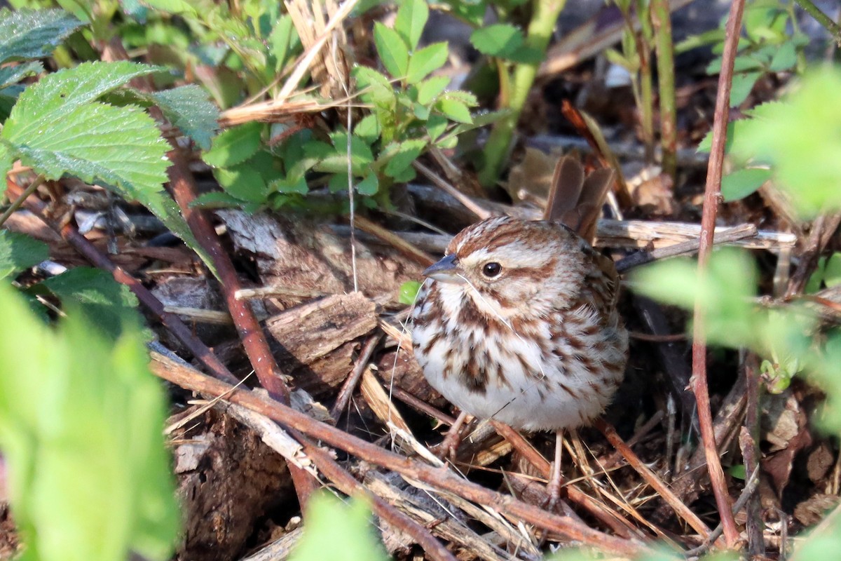 Song Sparrow - ML436600501