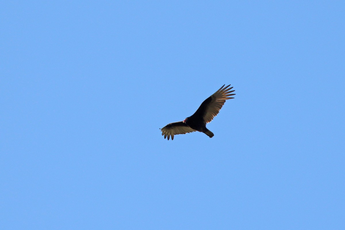 Turkey Vulture - ML436600581