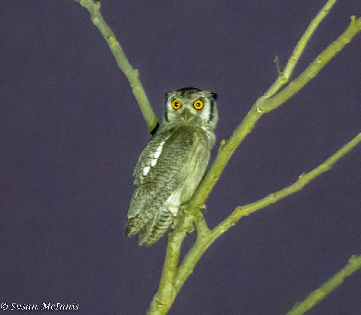 Northern White-faced Owl - ML436601401